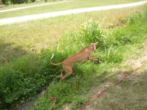 Carlo-Podiw.-12-HE13