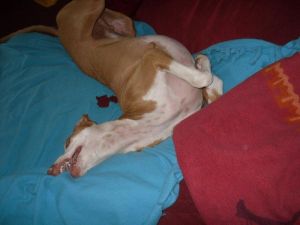 Carlo-Podiw.-12-HE18