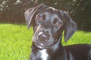 Darwin Hundeplatz 080