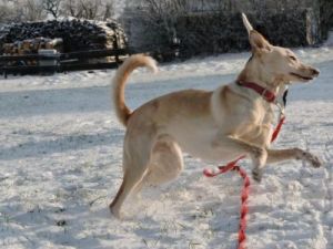 Eyla-Nana und Joey im ersten Schnee-3