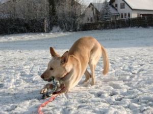 Eyla-Nana und Joey im ersten Schnee-5