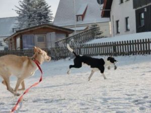 Eyla-Nana und Joey im ersten Schnee-6