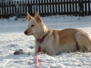 Eyla-Nana und Joey im ersten Schnee-9