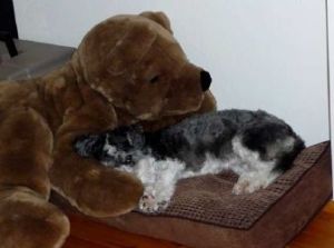 Felizia (Ernestina)HE15