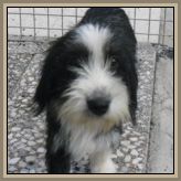 01pepper-carrolina10