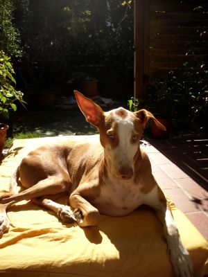 Carlo-Podiw.-12-HE25