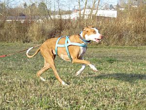 Carlo-Podiw.-12-HE30