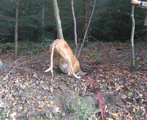 Carlo-Podiw.-12-HE38