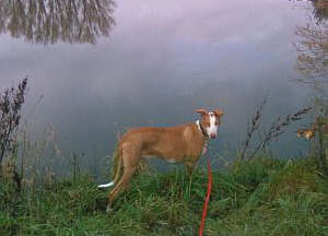 Carlo-Podiw.-12-HE39