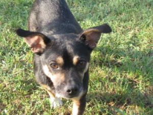 Felix-Carlo-HE1-2011