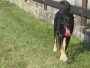 Felix-Carlo-HE12-2011