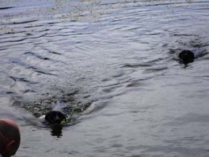 Lola-Welpe-HE2011-10