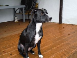 Lola-Welpe-HE2011-11