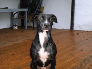 Lola-Welpe-HE2011-13