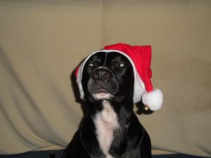 Lola-Welpe-HE2011-14