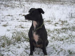 Lola-Welpe-HE2011-15