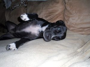 Lola-Welpe-HE2011-16