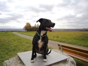 Lola-Welpe-HE2011-18