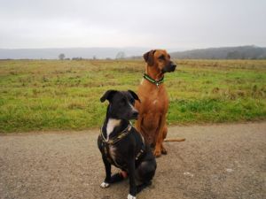 Lola-Welpe-HE2011-19