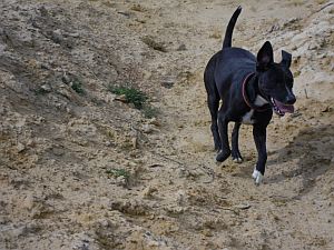 Lola-Welpe-HE2011-22