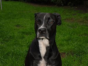 Lola-Welpe-HE2011-23