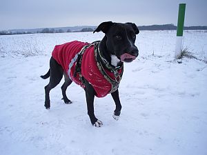 Lola-Welpe-HE2011-24