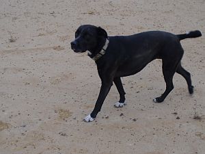 Lola-Welpe-HE2011-26